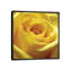 Yellow Rose by PhotoINC Studio - Wrapped Canvas Gallery-Wrapped Canvas Giclée-964120187-964120132