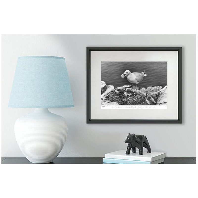 Farne Islands, Herring Gull Stealing Gannet's Eggs C1960 - Single Picture Frame Print, 40cm H x 50cm W x 2.3cm D