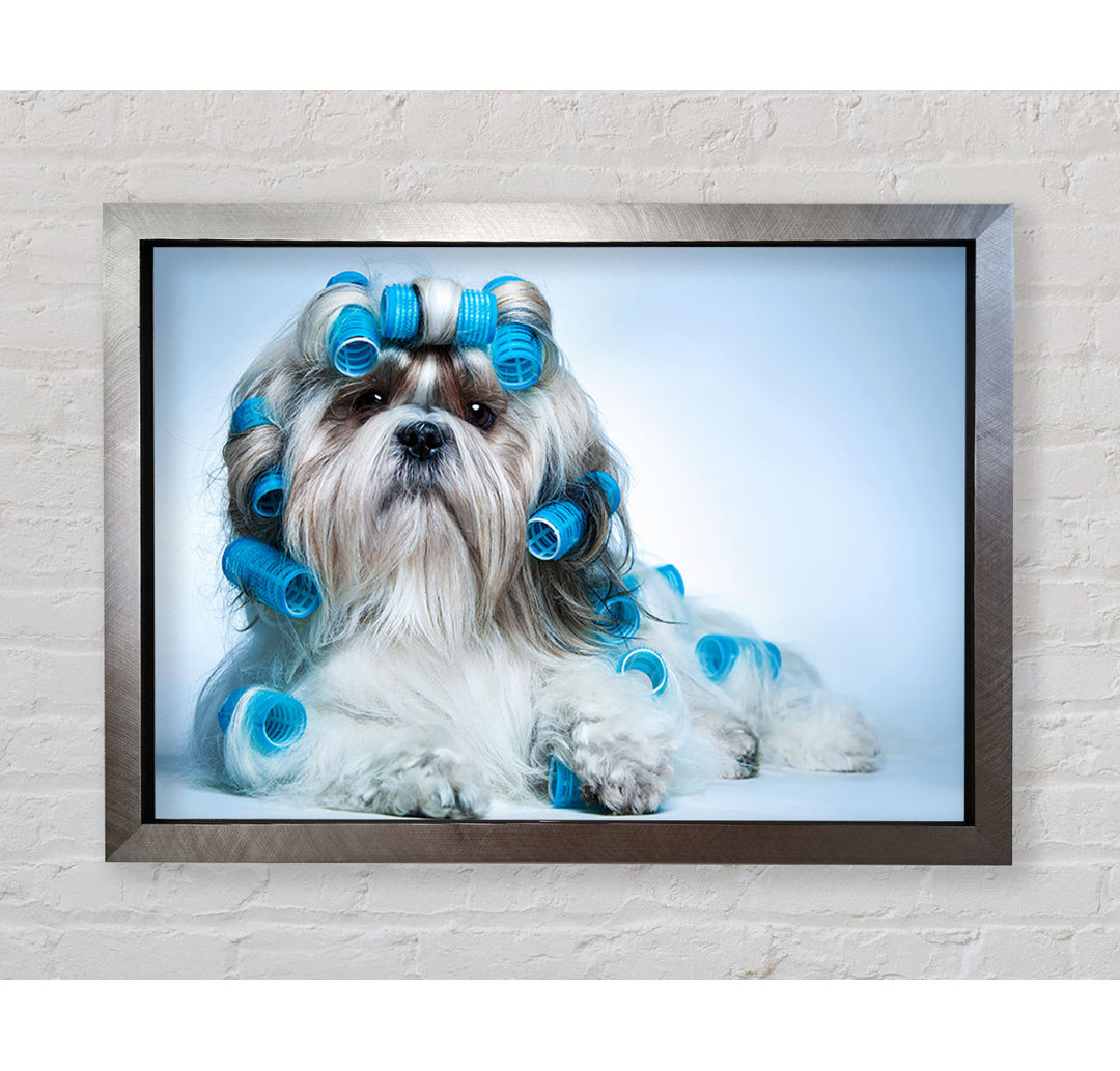 Gerahmtes Leinwandbild Shih Tzu Dog In Curlers