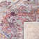Bettye Performance Oriental Rug