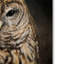 «Barred Owl And the Moon», reproduction d'impression sur toile tendue Vidur-22068992