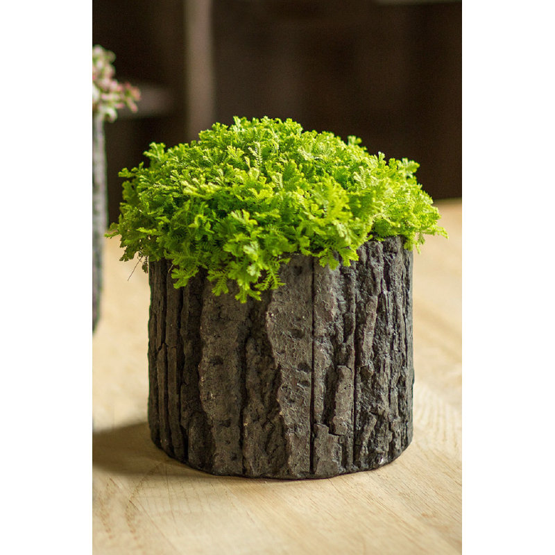 Pot de fleurs en ciment Renita