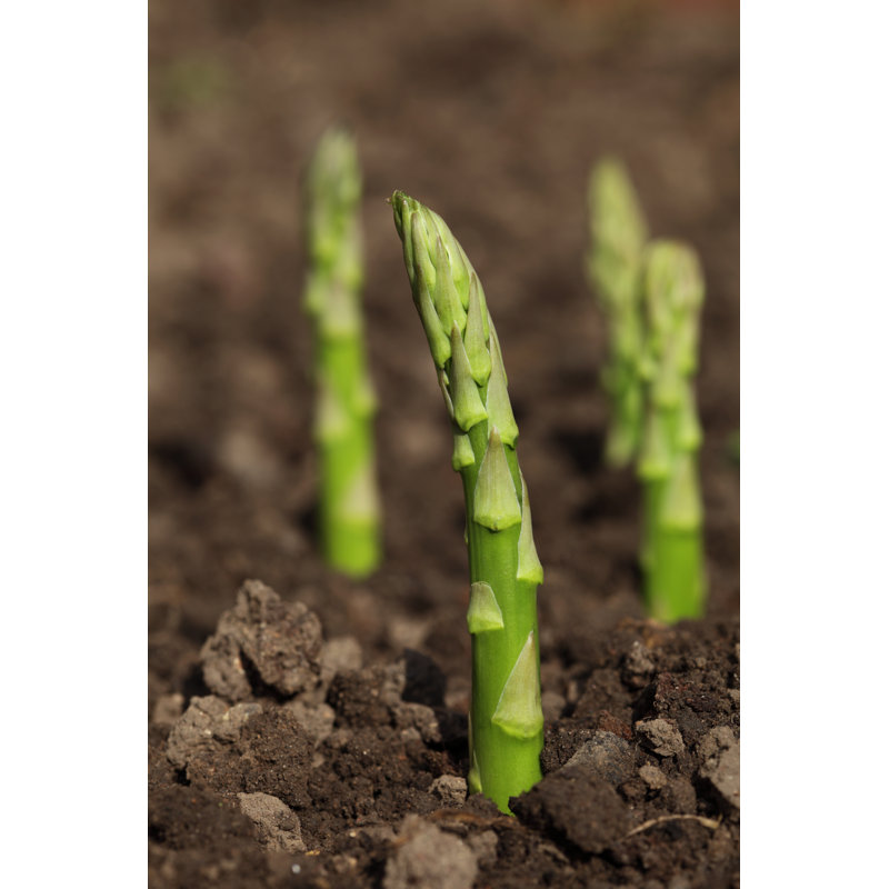Green Asparagus Spears Emerging Through The Soil, Shalow DOF by Lvenks - Wrapped Canvas Print, 46cm H x 30cm W
