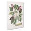 Caterpillar & Pigeon-Plum Plant by Mark Catesby - Wrapped Canvas-55371207