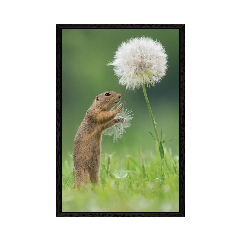 Ziesel With A Very Big Dandelion I by Dick Van Duijn - Print on Canvas, 101.6cm H x 66.04cm W x 3.81cm D, Black Framed