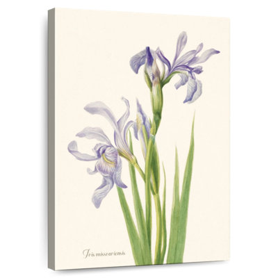 Iris Missouriensis