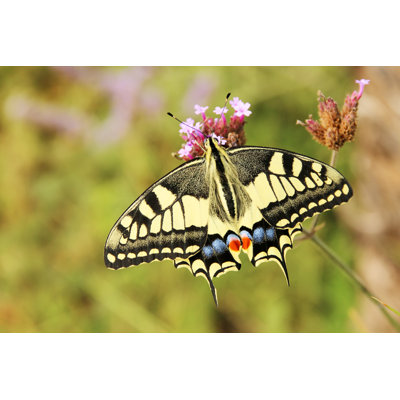 " Swallowtail " by Eileen Kumpf