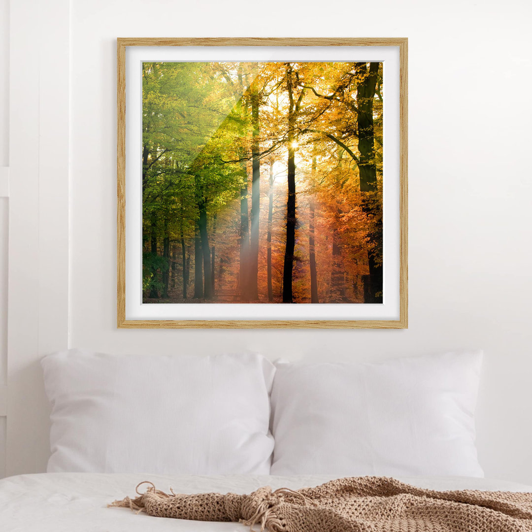 Gerahmtes Poster Morning Light