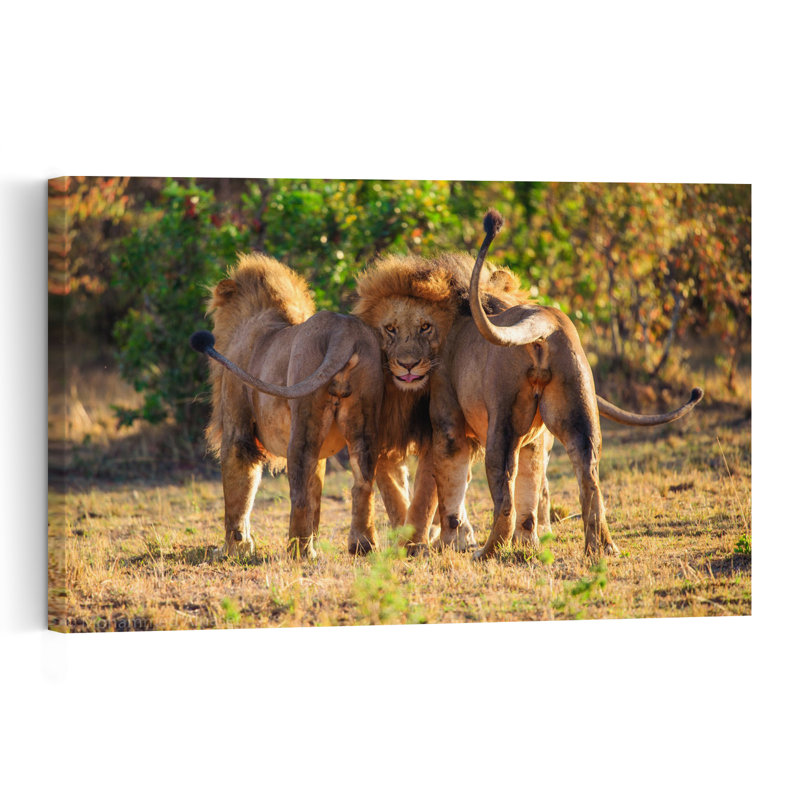 Majestic African Lions Abstract Contemporary Cat Lion Nature Wildlife Wall Art Print 1 Piece Wrapped Canvas Wall Art