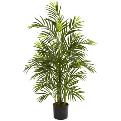 Areca Palm Tree in Pot
