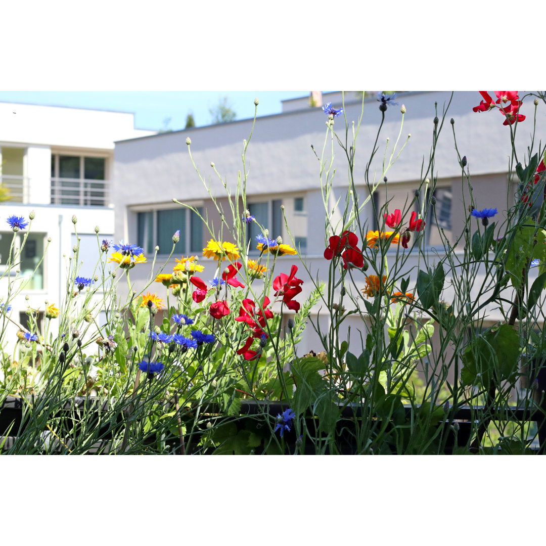 Wildblumen auf dem Balkon