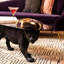 Table basse Panther Sculpture-126351331