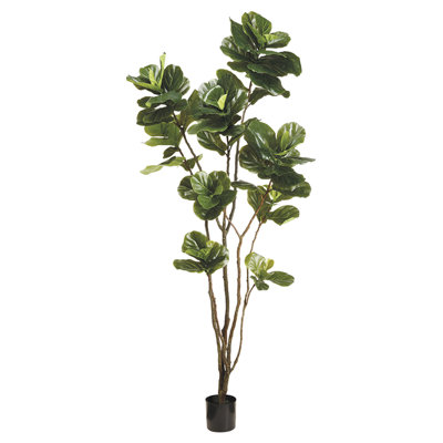 8 pi arbre feuillu en pot