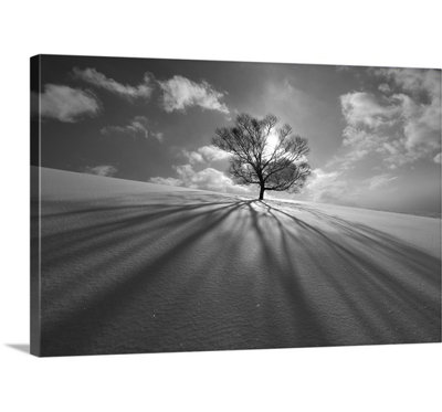 Tree Shadow by Kengo Shibutani Photographic Print on Canvas