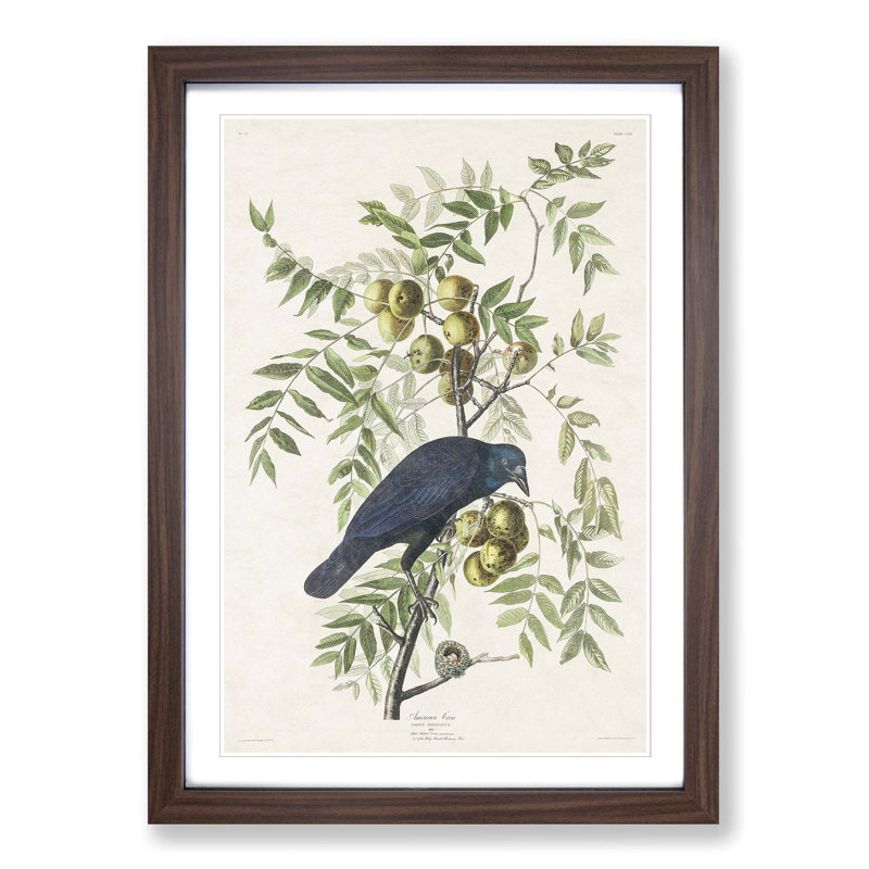 American Crow by John Audubon - 1 Piece Single Picture Frame Painting, 45cm H x 33cm W x 2cm D, Walnut Framed