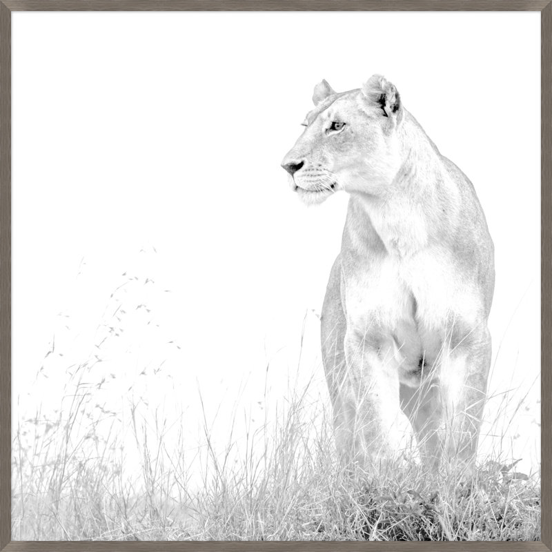 Wild Calling 4 par Thom Filicia - Photographie encadrée sur papier