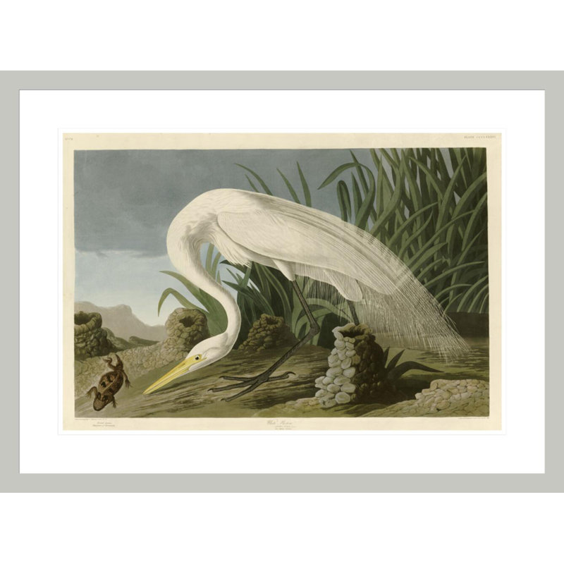 White Heron by   John James Audubon -Framed Giclee Print, 22.04" H x 29.5" W