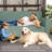 Sofa Slipcover-403264773-406738952