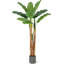 60cm Plant