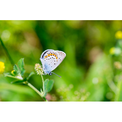 Karner Blue Butterfly par Klager - Photographie sur toile tendue