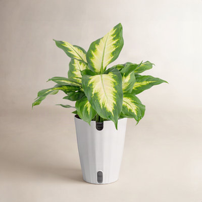 Costa Farms Dieffenbachia Plant