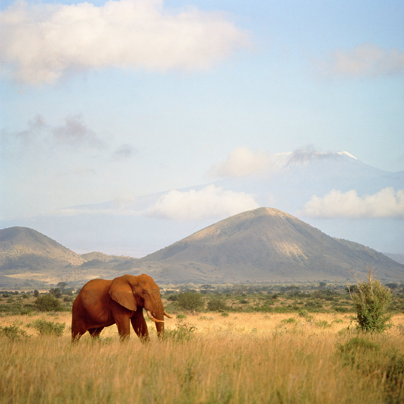 Elephant In The Veld - Print, 51cm H x 51cm W