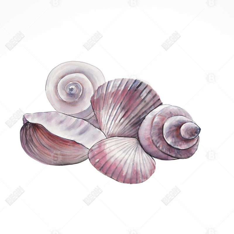 «Seaside Shells» sur toile, H 36 po x l 36 po