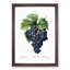 Blue Grapes by Pierre-Joseph Redoute - Picture Frame Graphic Art Print-55545311-55545312