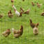 Chicken Wire Mesh-90614390