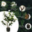 Arbre de camélia artificiel 38 po Primrue-1303894410