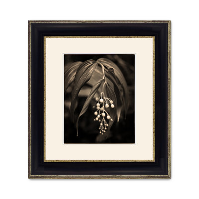 Rain Forest Lily