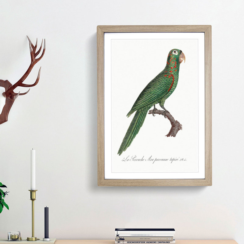 Red-Spectacled Amazon Parrot by F. Levaillant - Picture Frame Painting Print, Oak Framed, 36cm H x 27cm W x 2cm D
