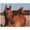 Murale en céramique satinée Horse Photo 4,25 po x 4,25 po