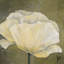 «Poppy in White I», impression sur toile-29090085-72779425-72779420