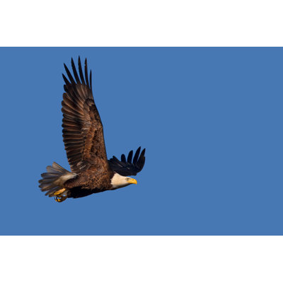 Aigle isolé par Jens_Lambert - Photographie sur toile tendue