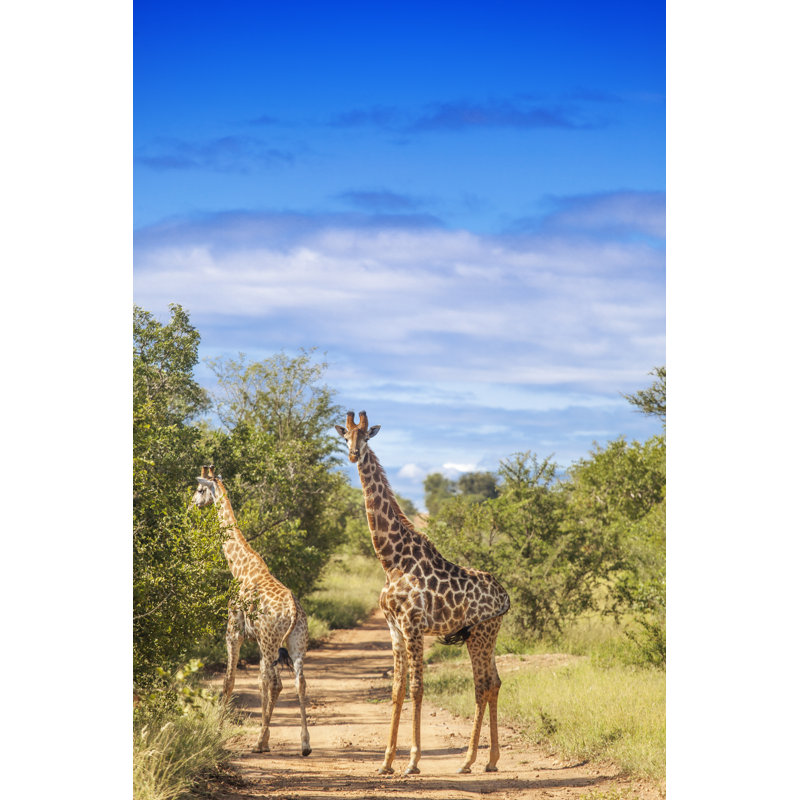 Giraffes - Wrapped Canvas Print, 30cm H x 20cm W x 3.8cm D