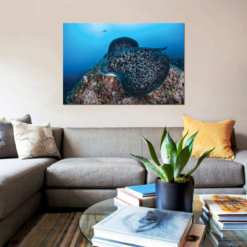 " A Large Black-Blotched Stingray Swims Over The Rocky Seafloor " by Ethan Daniels, 12" H x 18" W x 1.5" D, Wrapped Canvas