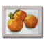 Mathewson Citrus Grouping I-1890780462-1884187465