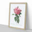 Giant French Rose in Pink by Pierre-Joseph Redoute - Picture Frame Painting Print-55608575-55608584
