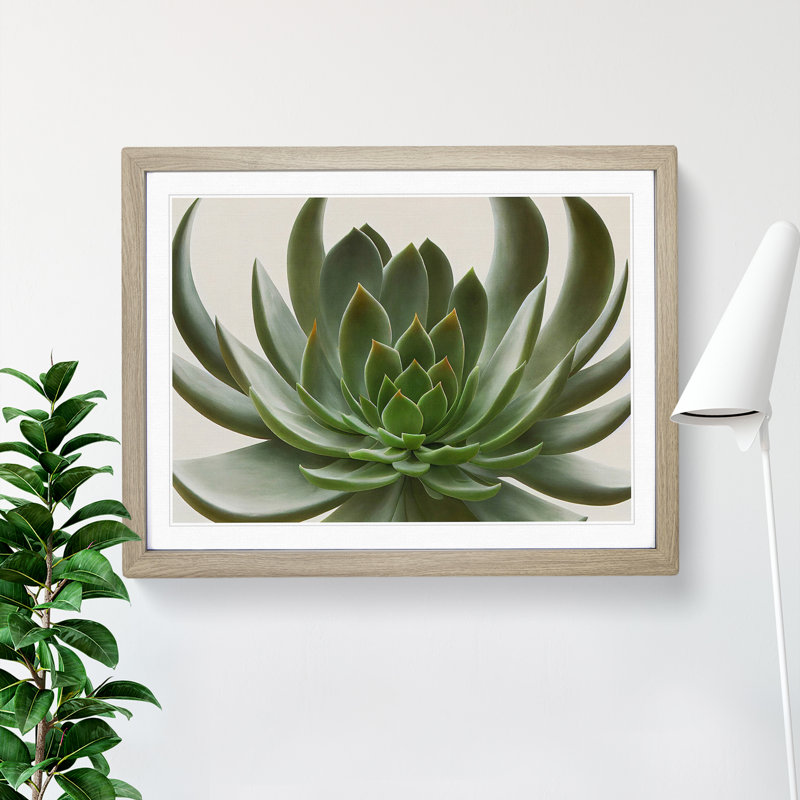 Luscious Succulent Plant - Single Picture Frame Print, 46cm H x 64cm W x 2cm D, Oak