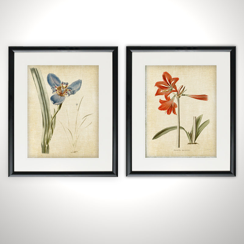 «Vintage Botanical Sketch I», ensemble de 2 reproductions de peintures à l'acrylique encadrées, Cadre noir