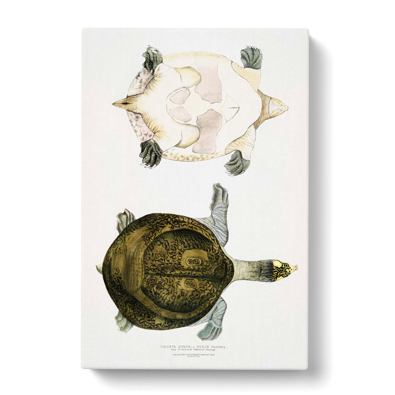 Hurum Trionyx Turtle by John Edward Gray - Wrapped Canvas Painting, 60cm H x 40cm W x 3cm D