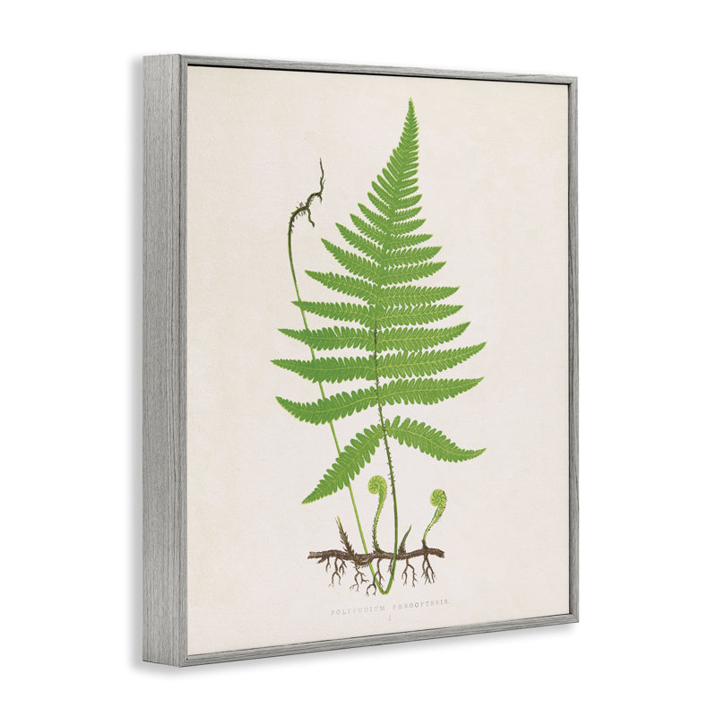 Dessin de giclée de fougères enroulées et enroulées, design par Phillipa Katz, H 14 po x l 11 po, Estampe numérique Farmhouse