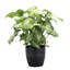 Live White Butterfly Plant in Classic Pot-114976336-49662076