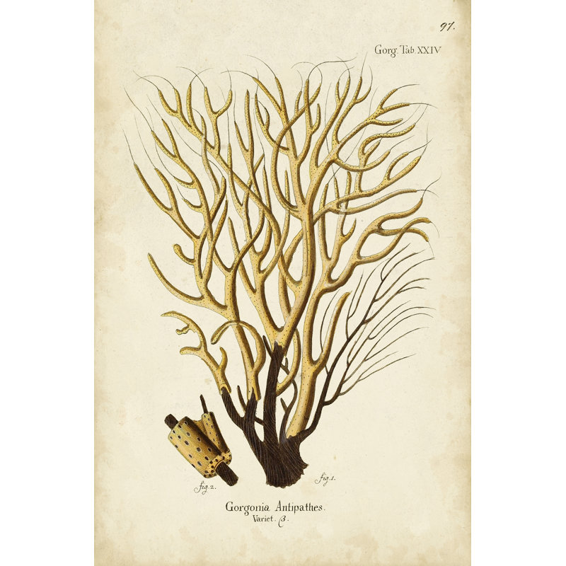 Esper Sea Fans IV - Wrapped Canvas Art Prints, 122 cm H x 81 cm W, Black Floater Framed