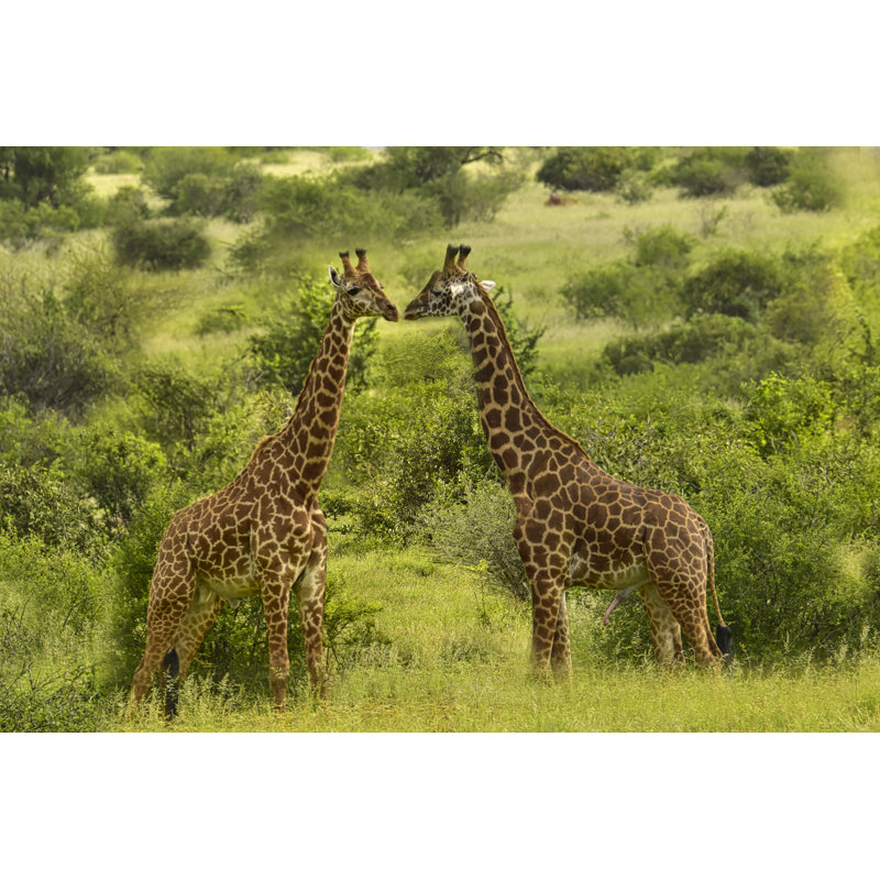 Giraffes In Tsavo Park - Wrapped Canvas Print, 30cm H x 46cm W