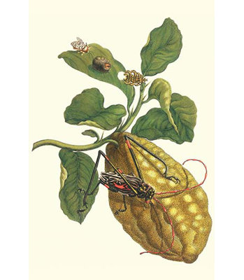 " Citron With Monkey Slug And A Harlequin Beetle "