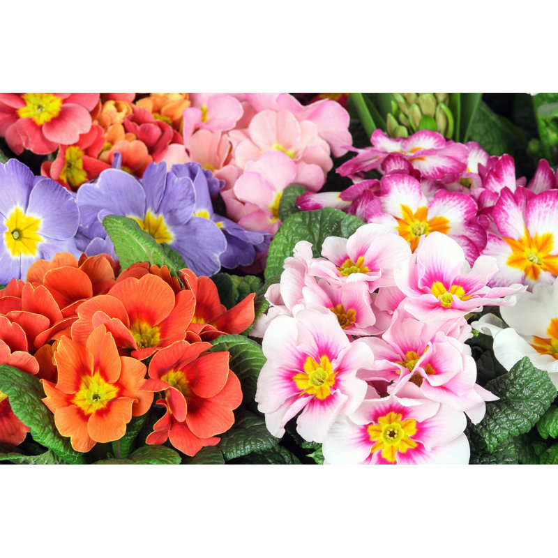 Primula by Terra24 - Wrapped Canvas Print, 61cm H x 91cm W