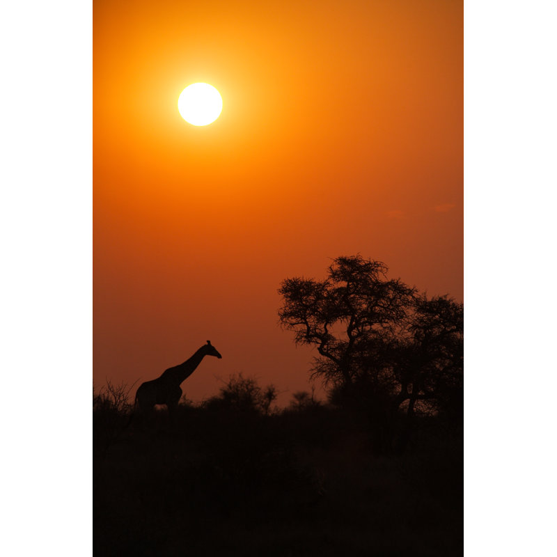 Giraffe Silhouetted At Sunset Or Sunrise by Bucky_za - No Frame Art Prints on Canvas, 76cm H x 51cm W
