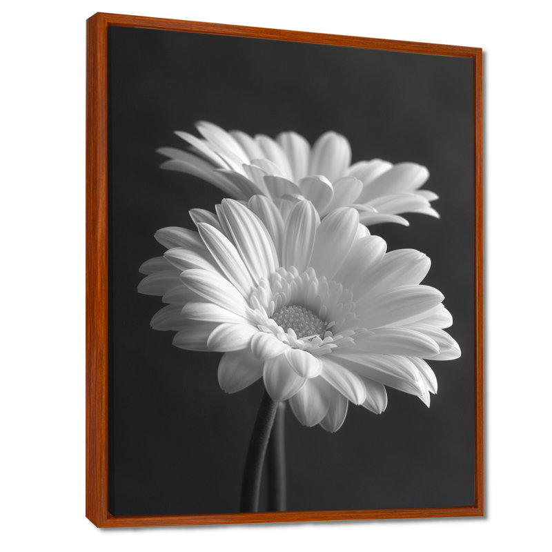 Monochromes noir et blanc «Bliss Daisy Photo I» - impression d'art mural marguerites, Cadre flottant brun, H 24 po x l 32 po